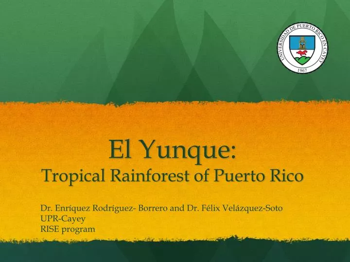 el yunque tropical rainforest of puerto rico