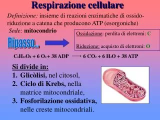 respirazione cellulare