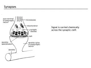Signal is carried chemically across the synaptic cleft