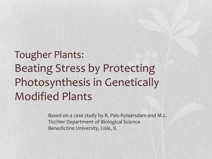 tougher plants beating stress by protecting photosynthesis in genetically modified plants