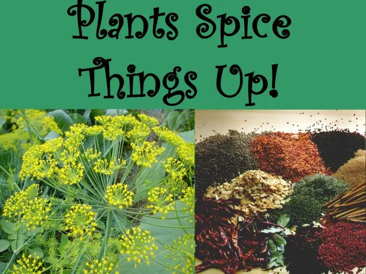 plants spice things up