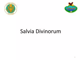 Salvia Divinorum