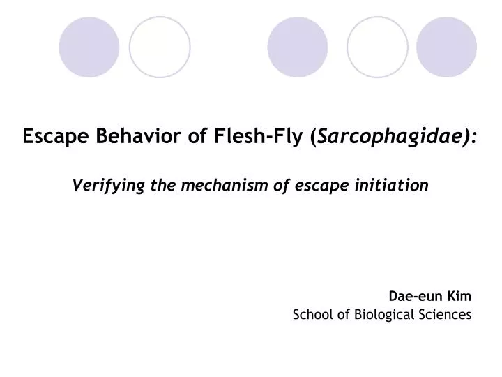 escape behavior of flesh fly sarcophagidae verifying the mechanism of escape initiation