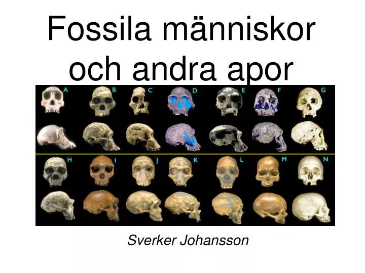 fossila m nniskor och andra apor