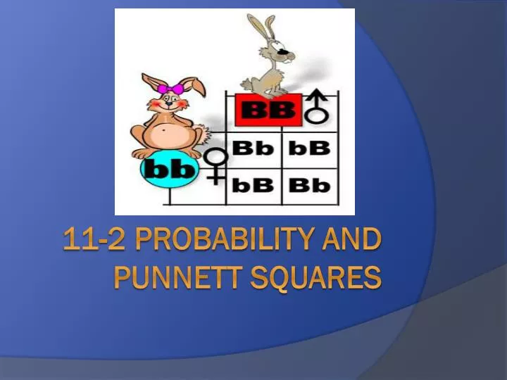 11 2 probability and punnett squares