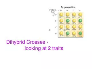 Dihybrid Crosses - 		looking at 2 traits