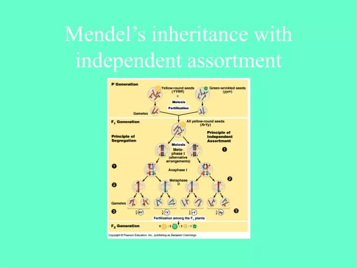 mendel s inheritance with independent assortment