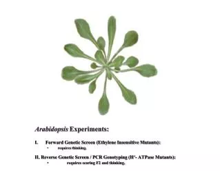 Arabidopsis Experiments: