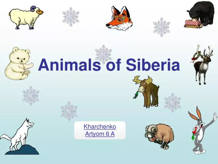 animals of siberia