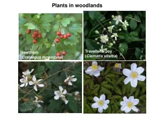 Plants in woodlands