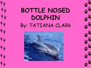 BOTTLE NOSED DOLPHIN