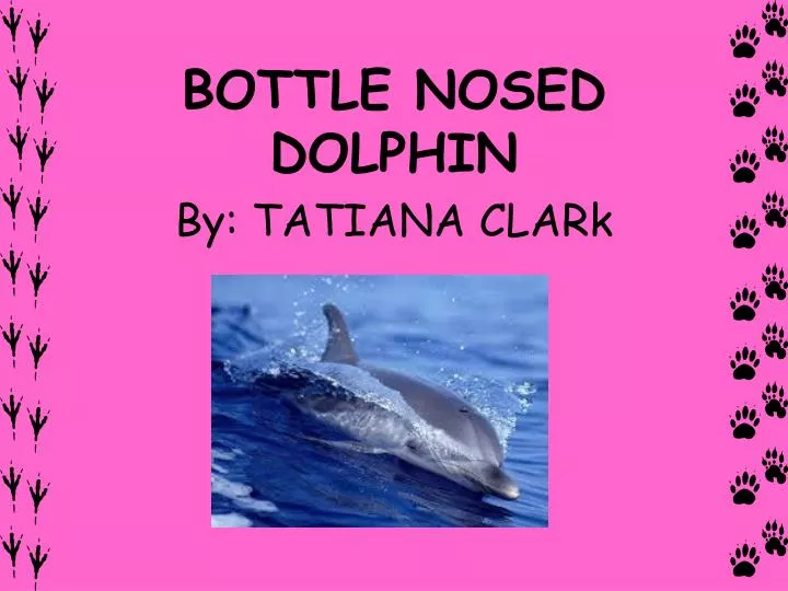 bottle nosed dolphin