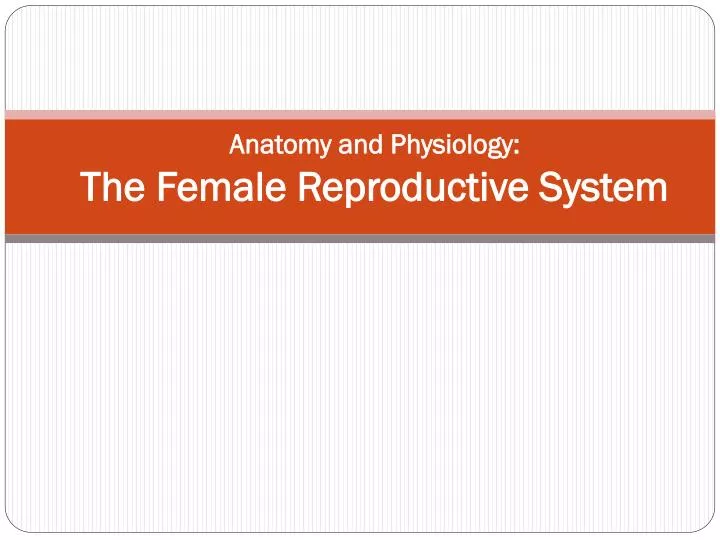 anatomy and physiology the female reproductive system