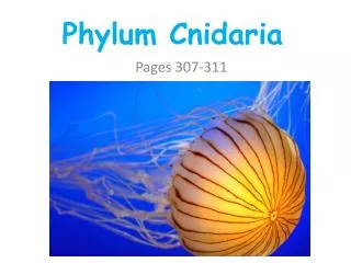 Phylum Cnidaria