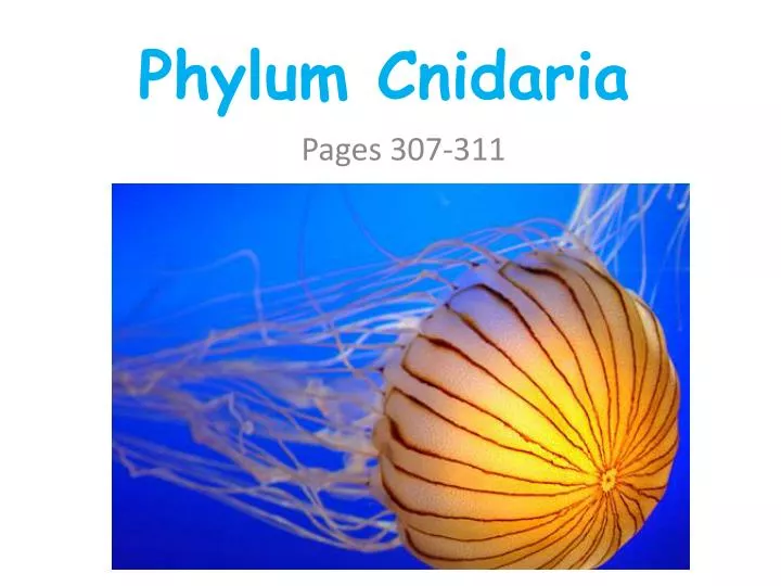 phylum cnidaria