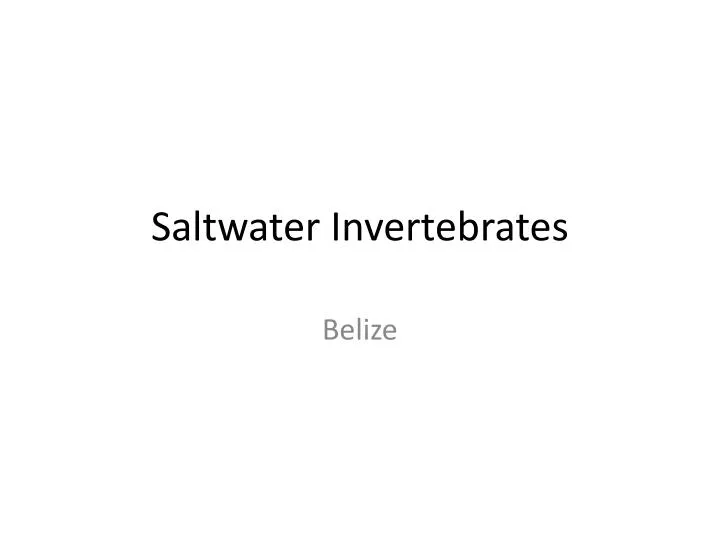 saltwater invertebrates