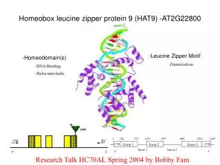 Homeobox leucine zipper protein 9 (HAT9) -AT2G22800