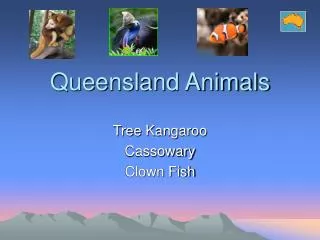 Queensland Animals