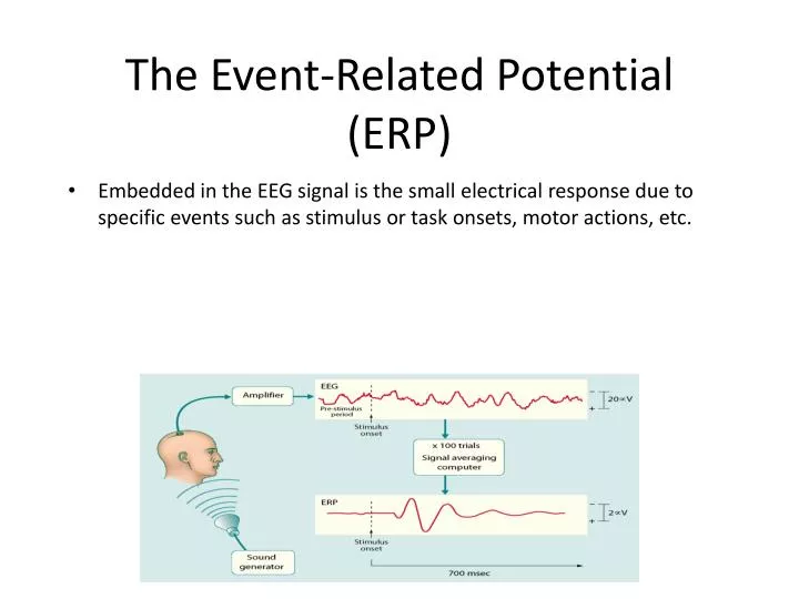 the event related potential erp