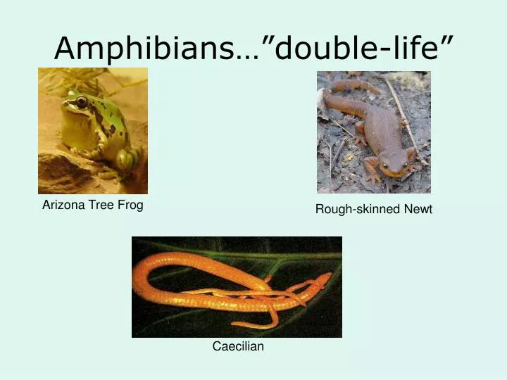 amphibians double life