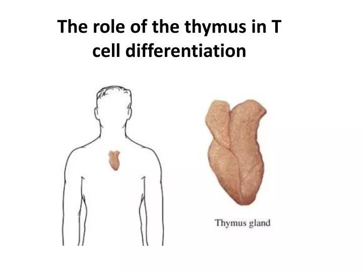 the role of the thymus in t cell differentiation