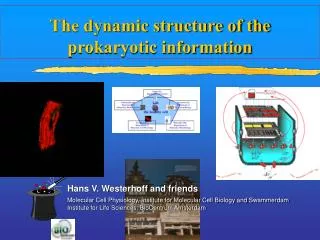 The dynamic structure of the prokaryotic information