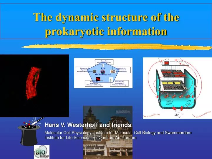 the dynamic structure of the prokaryotic information