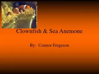 Clownfish &amp; Sea Anemone