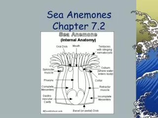 Sea Anemones Chapter 7.2