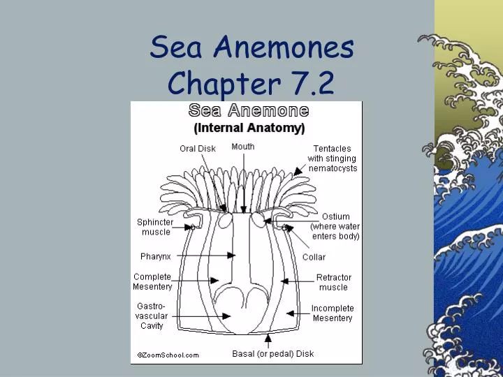 sea anemones chapter 7 2