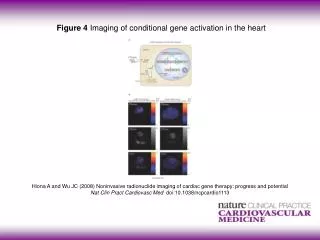 Figure 4 Imaging of conditional gene activation in the heart