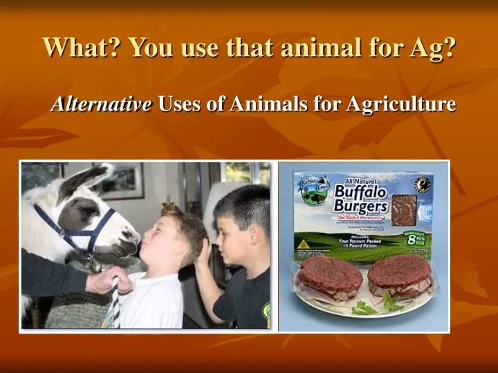 what you use that animal for ag