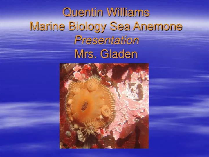 quentin williams marine biology sea anemone presentation mrs gladen