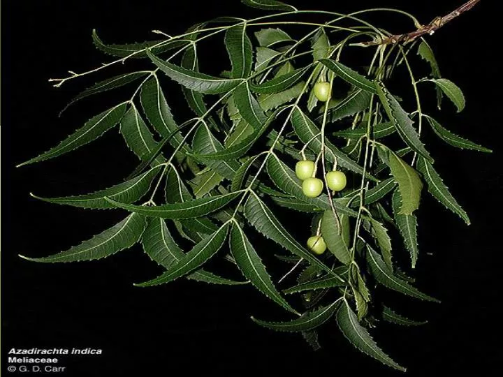 medicinal use of neem