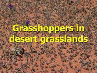 Grasshoppers in desert grasslands