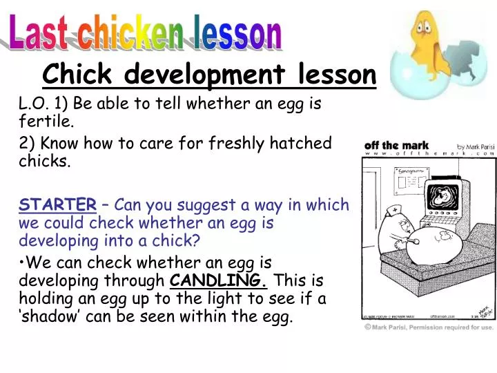 chick development lesson