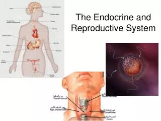 The Endocrine and Reproductive System