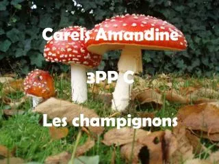 carels amandine 3pp c les champignons