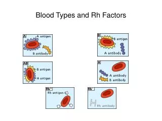 Blood Types and Rh Factors