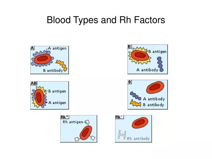 blood types and rh factors