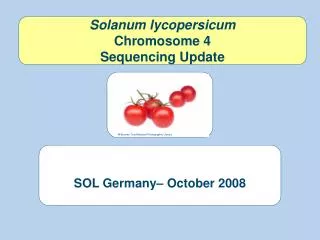 Solanum lycopersicum Chromosome 4 Sequencing Update