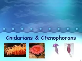 Cnidarians &amp; Ctenophorans
