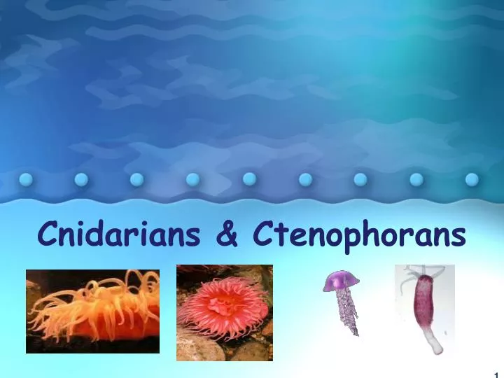cnidarians ctenophorans