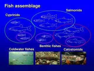 Fish assemblage