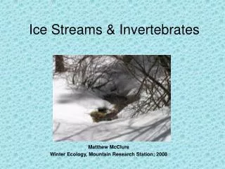 Ice Streams &amp; Invertebrates