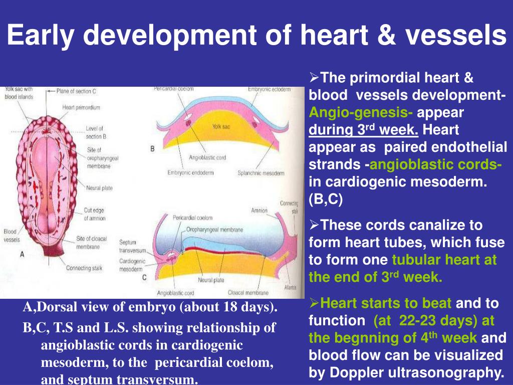 PPT - Early development of heart & vessels PowerPoint Presentation - ID ...