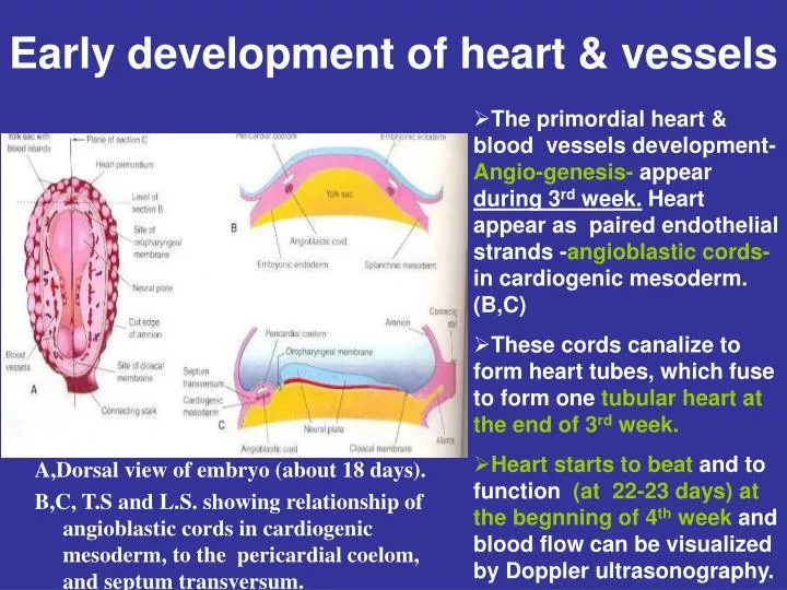 early development of heart vessels