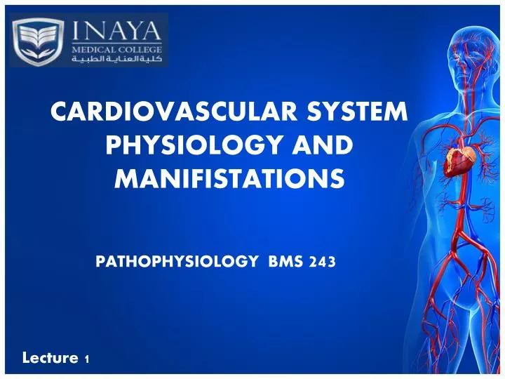 cardiovascular system physiology and manifistations