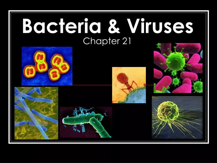 bacteria viruses chapter 21