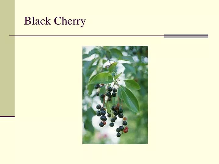 black cherry